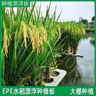 水稻种植鱼塘种植水培蔬菜养殖水上漂浮托盘水稻种植漂浮板全套