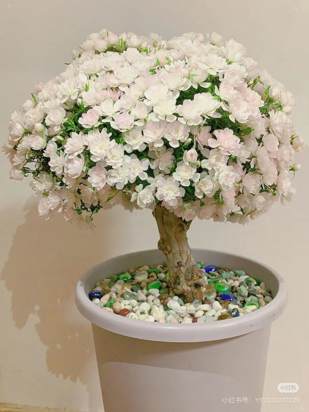 棒棒糖盆景提根阳台庭院花园植物小清新