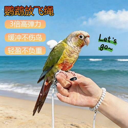 小太阳鹦鹉放飞绳3倍高弹力缓冲不伤鸟轻盈不负重鸟用放飞绳
