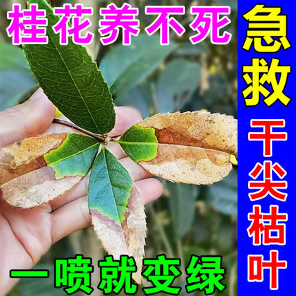 桂花树肥料专用肥枯叶病黄叶干尖营养液家用盆栽植物生根养花花肥