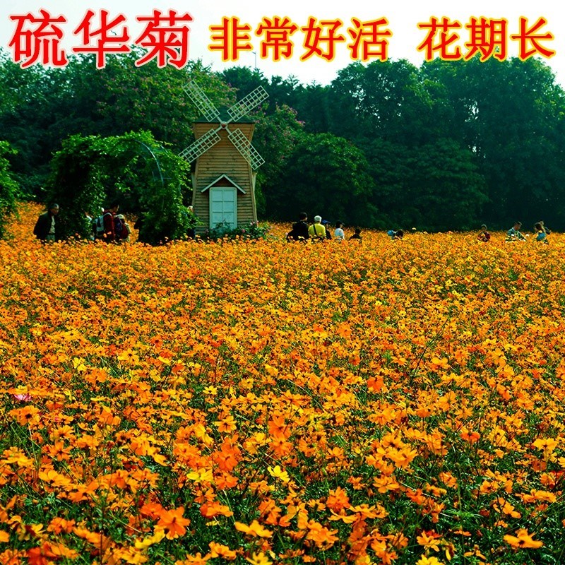 户外盆栽四季易种硫华菊