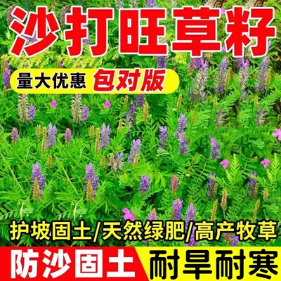 沙打旺种子多年生牧草籽四