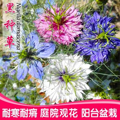 黑种草子四季播开花波斯宝