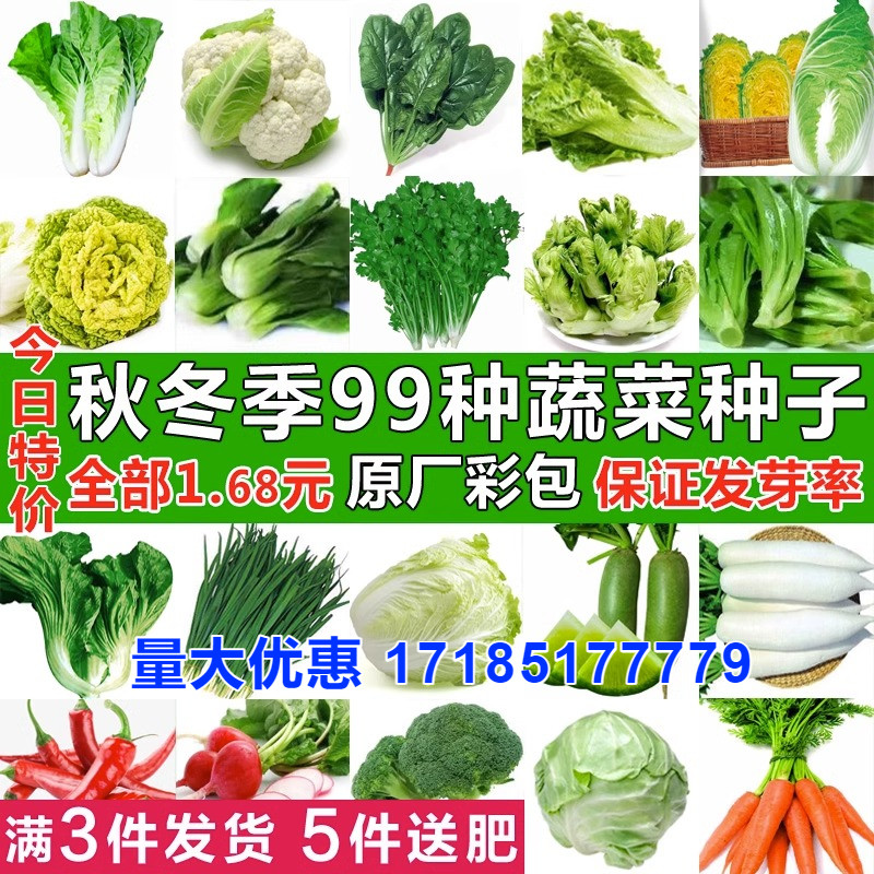 四季蔬菜种子香菜菠菜青菜葱油麦菜白菜萝卜籽黄瓜南方生菜籽种孑