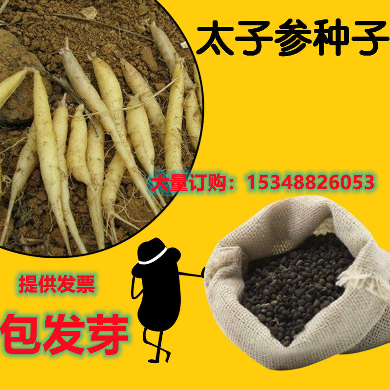 药材太子参种子新四叶参种籽孩儿童参包邮四季播种阳台盆栽