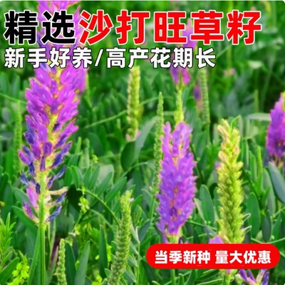 沙打旺种子四季高产多年生牧草种籽护坡水土保持畜牧养殖耐旱草籽