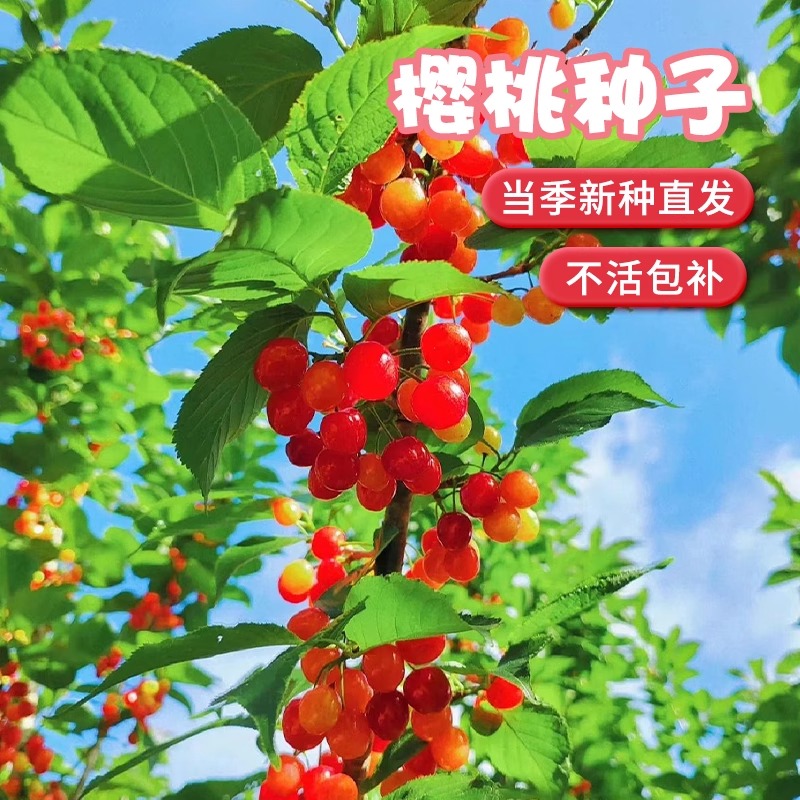 正宗大青叶樱桃种子野樱桃种子山樱桃山种子果树种子嫁接砧木