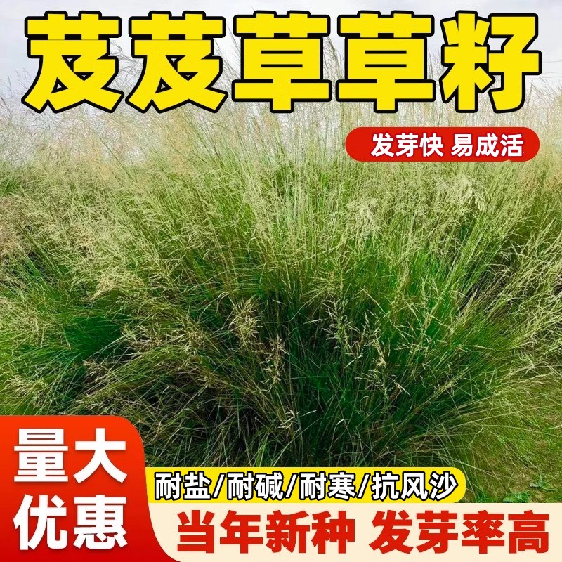 芨芨草种子芨芨草牧草种籽积机草席萁草耐寒旱防风固沙耐盐碱草籽