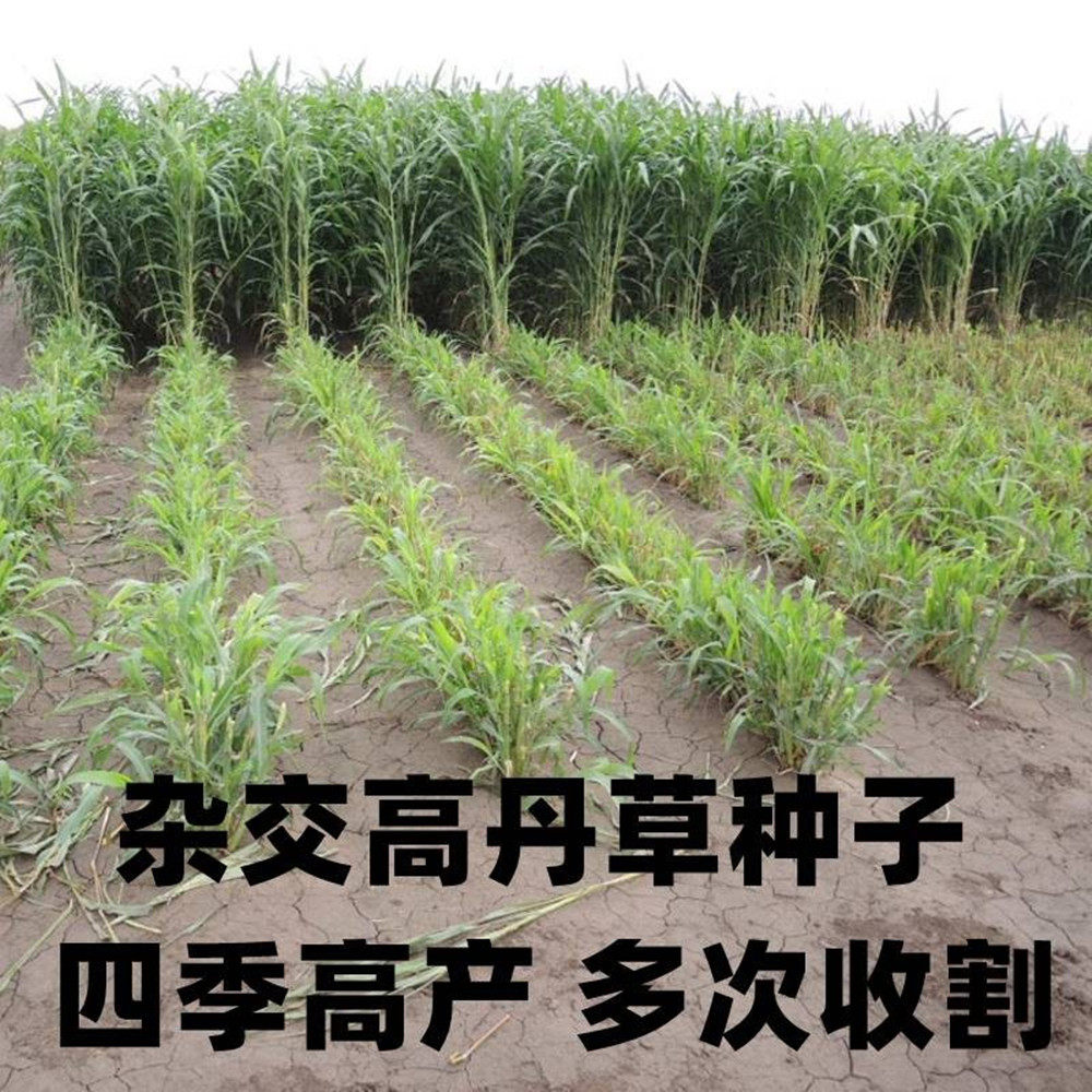 杂交高丹王草种籽苏丹草种子四季高产牧草种子喂猪牛羊鱼兔草种孑