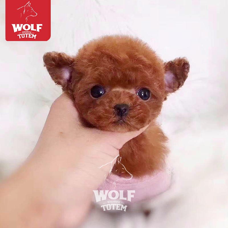 终身保犬瘟细小 泰迪宠物狗茶杯泰迪纯种飞耳泰迪活体飞耳茶杯犬