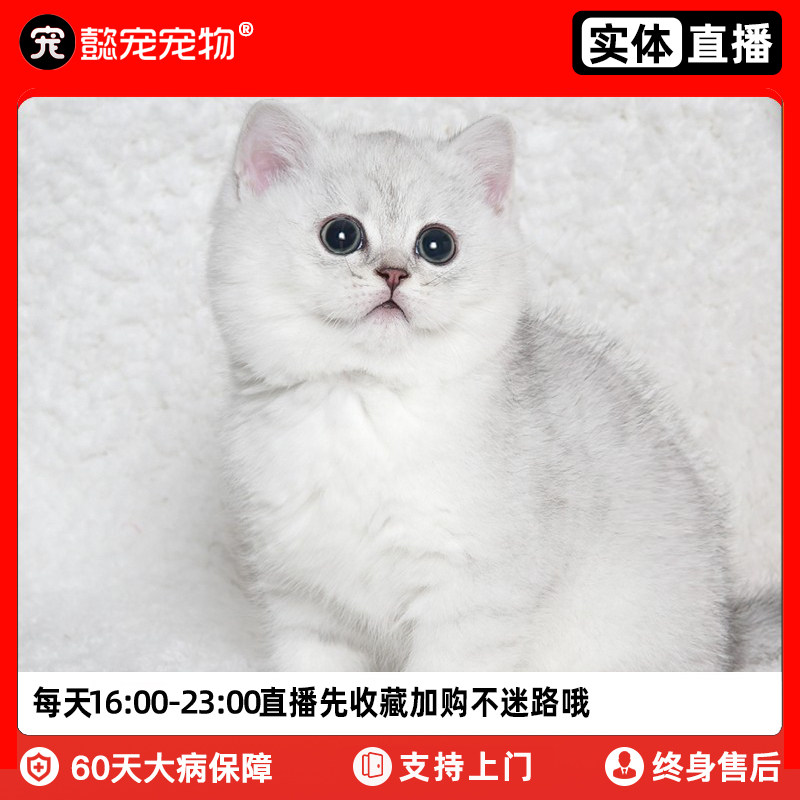 懿·宠英短银渐层纯种短毛幼猫活体长毛宠物猫活物银点幼崽