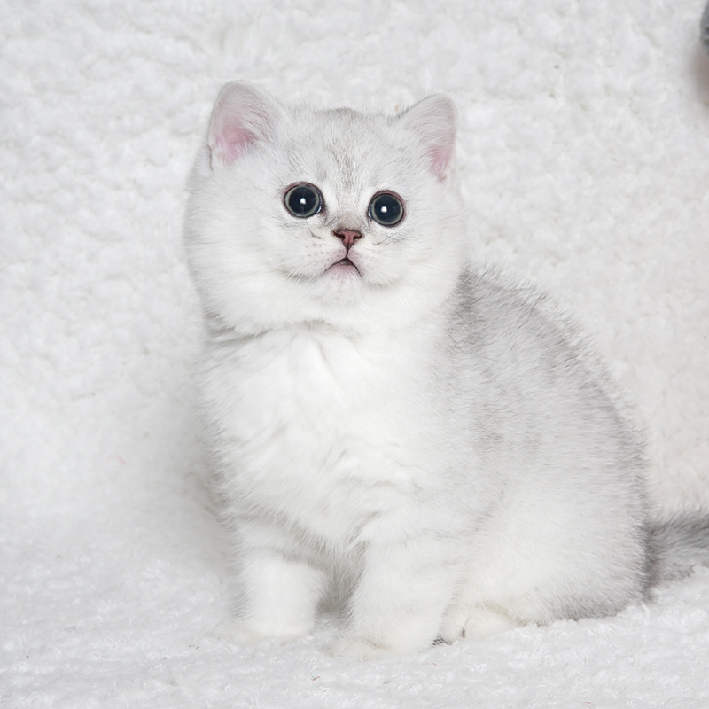 懿·宠英短银渐层幼猫纯种蓝金渐层猫咪金吉拉幼猫宠物猫咪