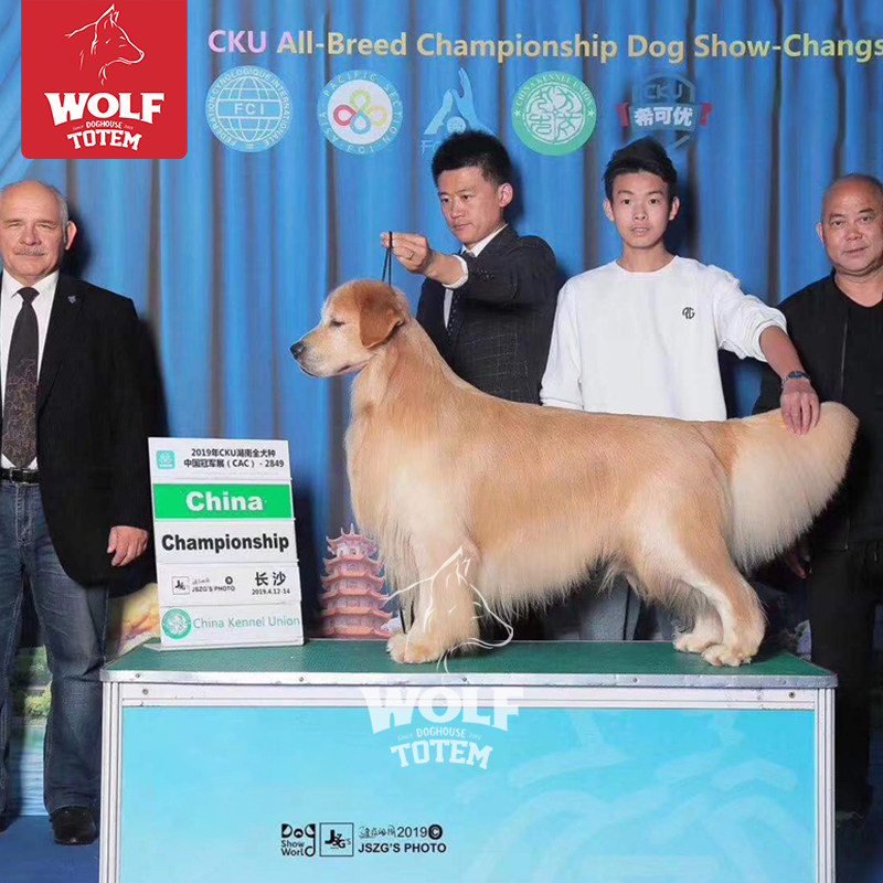 狼图腾终身保犬瘟细小双血统赛级金毛幼犬中型犬狗狗活体冠军级