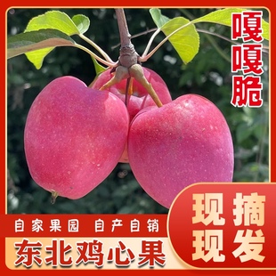 新开园→东北吉林自家果园应季鸡心果龙丰果大秋果苹果沙果海棠果