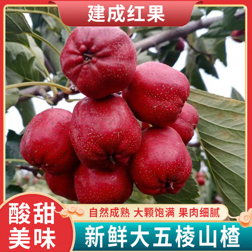 山楂果新鲜5斤装 鲜山楂鲜果大山楂山里红果冰糖葫芦山楂干片用