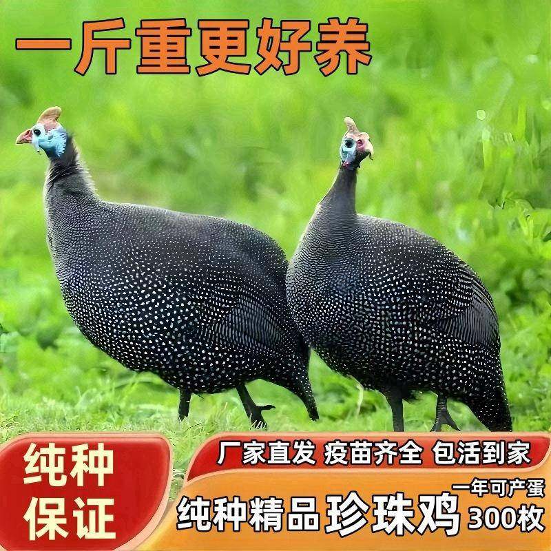 珍珠鸡活苗精品珍珠鸡小鸡活苗珍禽鸡活苗脱温苗半大珍珠鸡小鸡仔