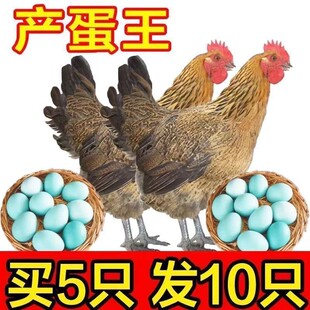 正宗散养土鸡活鸡土母鸡活体包活麻羽鸡笨鸡高产蛋鸡