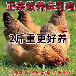 正宗散养2斤高产绿壳蛋鸡苗麻羽土鸡活苗小鸡活苗蛋鸡产蛋鸡苗