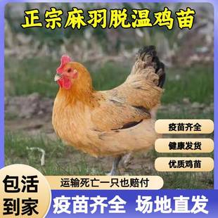 高产麻羽鸡活苗纯种鸡活苗绿壳蛋鸡活苗脱温苗产蛋王鸡活苗小鸡活