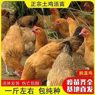 正宗散养土鸡母鸡一斤下蛋鸡活鸡老母鸡柴鸡草鸡笨鸡包活到家