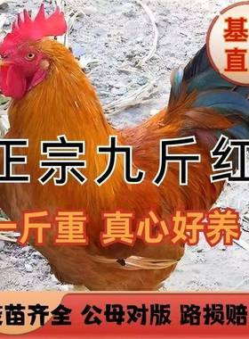 一斤九斤红公鸡活苗纯种脱温红玉大种公鸡农家散养土公鸡小鸡仔