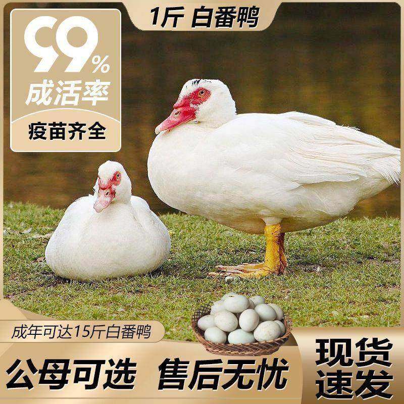 纯种白番鸭一斤活苗正宗红脸番鸭幼苗农家散养大种鸭脱温活体宠物,宠物/宠物食品及用品,宠物鸡,淘宝优惠券,粉丝福利购,淘宝优惠卷