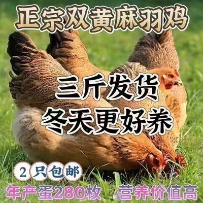 散养3斤高产绿壳蛋鸡活苗麻羽土鸡活苗小鸡活苗蛋鸡产蛋鸡活苗