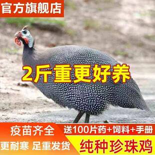 现货2斤珍珠鸡正宗真珠鸡包邮观赏性青年鸡活苗脱温鸡会飞吃草鸡