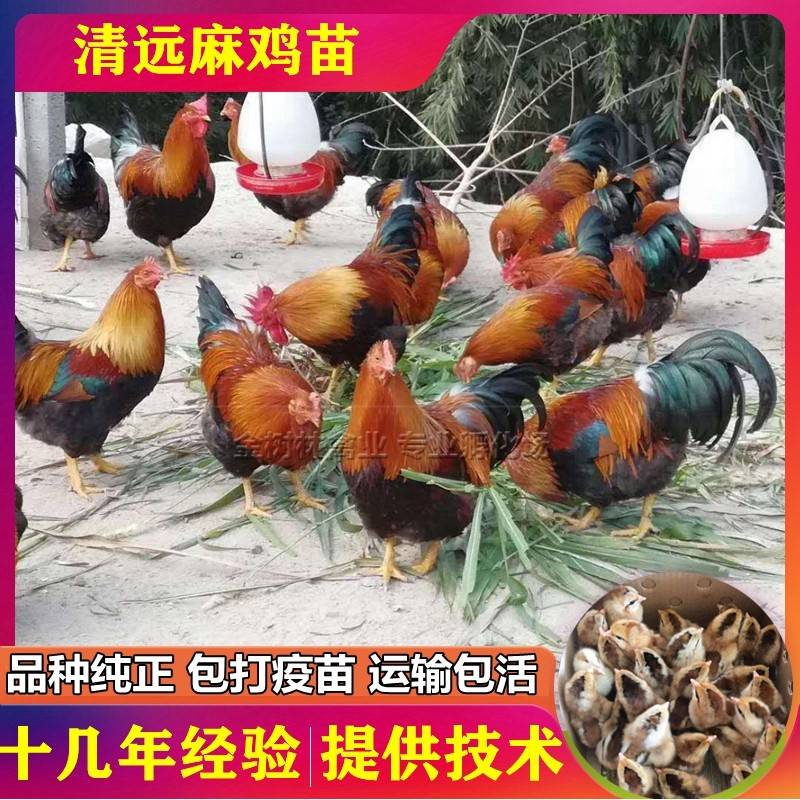 正宗广东清远麻鸡走地鸡一斤阉公鸡扇土鸡1号2号出壳小鸡幼仔活苗