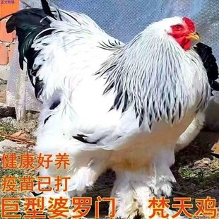 一斤正宗婆罗门梵天鸡苗活苗巨型纯种脱温观赏进口大型宠物小鸡苗