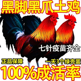 七彩瑶山鸡苗黑脚黑爪小鸡散养土鸡鹊山鸡纯种五彩鸡大种青脚麻鸡