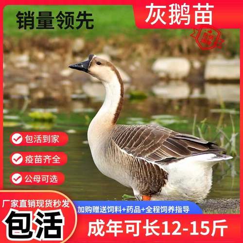灰鹅活苗鹅苗正宗大雁鹅小鹅仔活物特大种肉鹅活体鹅高产蛋鹅
