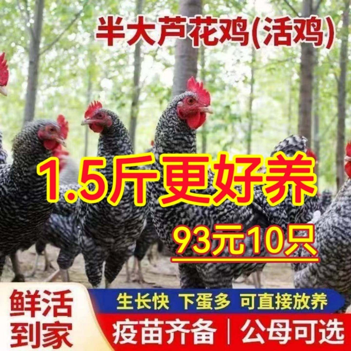 半斤芦花鸡活苗纯种一斤黑白芦花鸡苗脱温鸡苗散养鸡活体小鸡苗,农用物资,动物种苗,淘宝优惠券,粉丝福利购,淘宝优惠卷