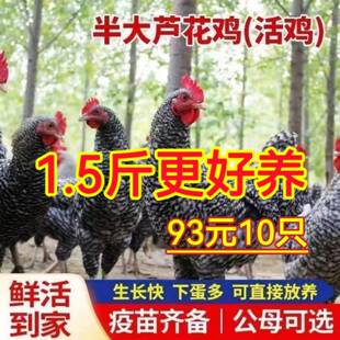 半斤芦花鸡活苗纯种一斤黑白芦花鸡苗脱温鸡苗散养鸡活体小鸡苗