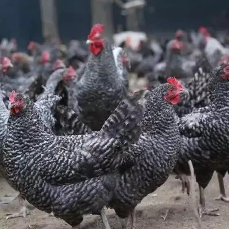 3-3.5斤芦花鸡土鸡下蛋鸡鸡苗农家散养小笨鸡脱温活苗麻羽鸡活鸡