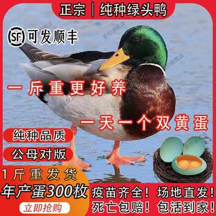 一斤纯种绿头鸭活苗麻鸭苗鸭子活苗高产绿壳蛋鸭水鸭青头鸭脱温苗