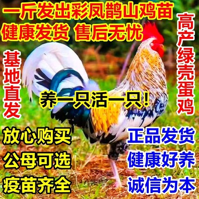 正宗一斤彩凤鹊山鸡苗散