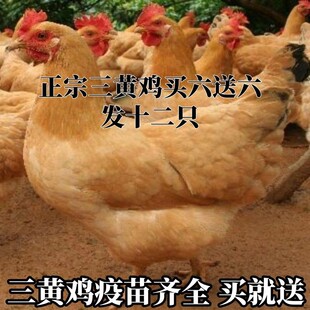 现货三黄鸡幼苗半斤正宗三黄土鸡活鸡高产蛋鸡下蛋小母鸡散养