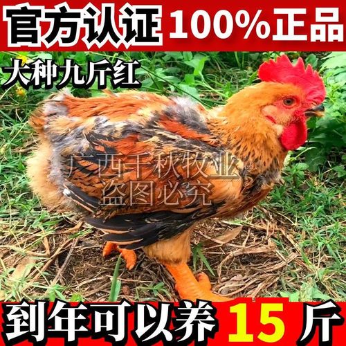 正宗九斤红鸡K9鸡882鸡阉鸡土鸡大型肉鸡苗公鸡散养