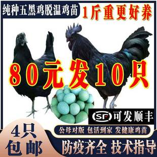 纯种五黑鸡苗五黑鸡活苗五黑一绿鸡活体下蛋鸡苗脱温鸡小鸡仔活苗