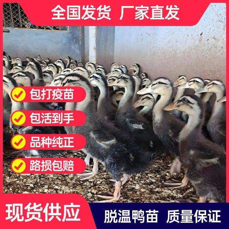 脱温宠物鸭活体鸭半大麻鸭半大绿头鸭大种鸭苗宠物鸭包邮疫苗齐全,宠物/宠物食品及用品,宠物鸭,淘宝优惠券,粉丝福利购,淘宝优惠卷