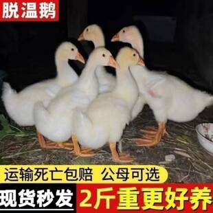 2斤重产蛋王鹅苗高产蛋农家散养大白鹅四季鹅活苗二斤重百子鹅苗