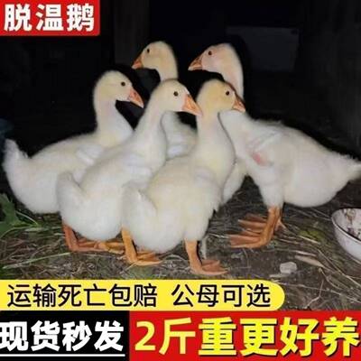 2斤重产蛋王鹅苗高产蛋农家散养大白鹅四季鹅活苗二斤重百子鹅苗