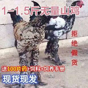 1斤纯种云南无量山乌骨鸡活体脱温鸡两斤大小鸡苗毛脚鸡高脚鸡