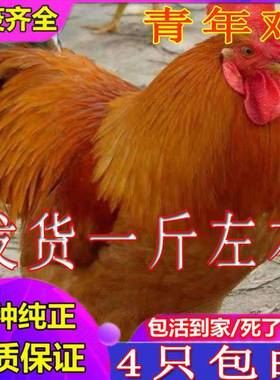 纯种半大九斤红鸡活苗大红公鸡脱温鸡苗巨型红公鸡脱温鸡活小鸡仔