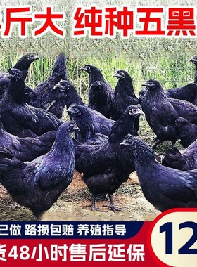 纯种五黑鸡半斤鸡苗绿壳蛋鸡苗农家散养活的家禽产蛋王