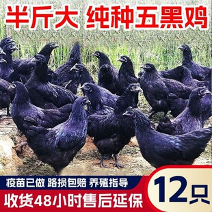 纯种五黑鸡半斤鸡苗绿壳蛋鸡苗农家散养活的家禽产蛋王