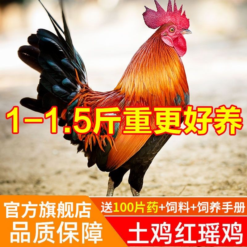 七彩瑶山鸡苗黑脚黑爪小鸡散养土鸡鹊山鸡纯种五彩鸡大种青脚麻鸡