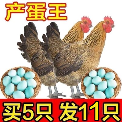 正宗麻羽鸡下蛋王绿壳散