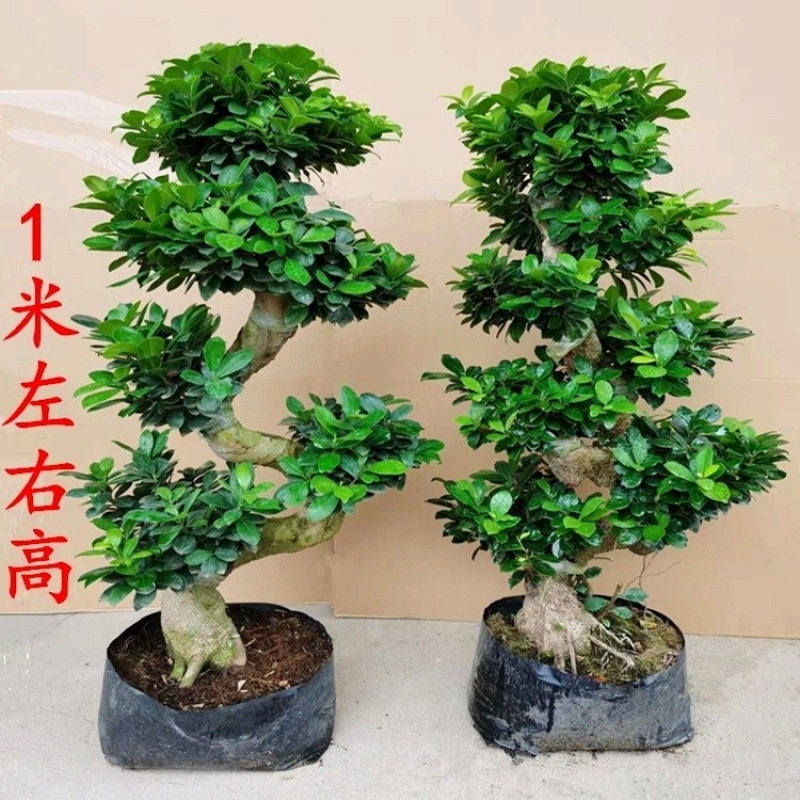 大型小叶榕树S造型8字盆景盆栽室内四季常青气根客厅植物人参老桩,鲜花速递/花卉仿真/绿植园艺,造型盆景,淘宝优惠券,粉丝福利购,淘宝优惠卷
